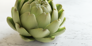 артишок сонник